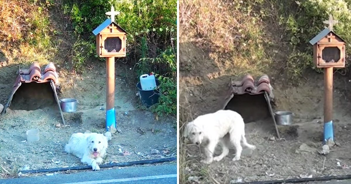 loyal dog.jpg?resize=412,275 - Loyal Dog Grieves At Owner’s Car Crash Site For 18 Months, Refuses To Let Go