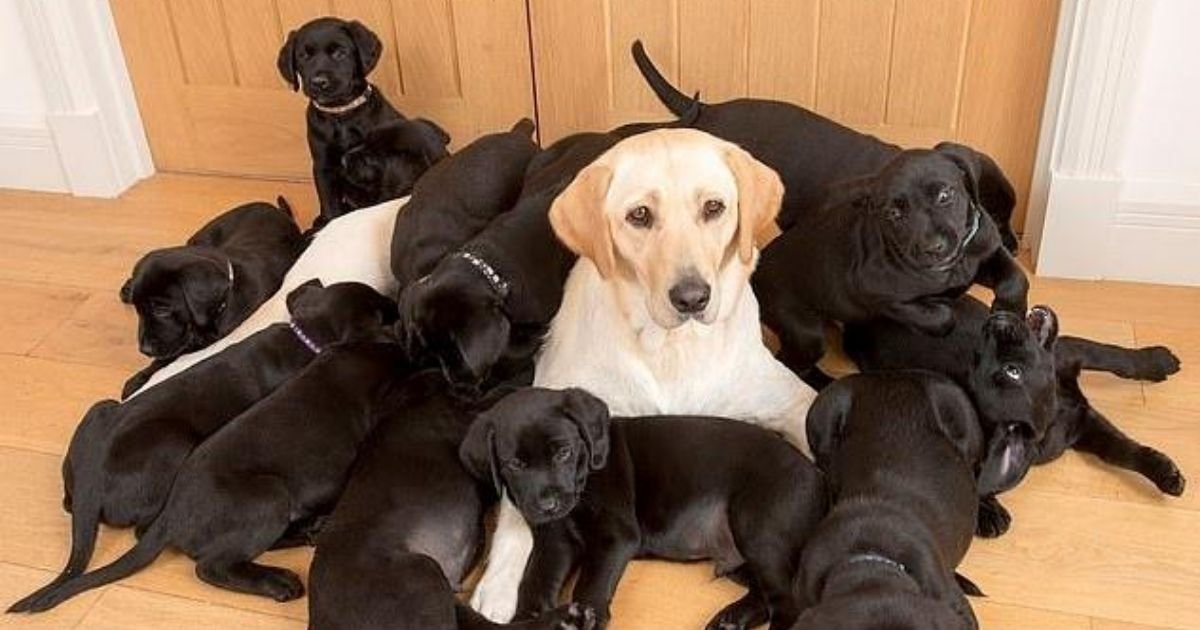 lucy5.jpg?resize=1200,630 - Golden Labrador Has Given Birth To 13 Black-Coated Puppies
