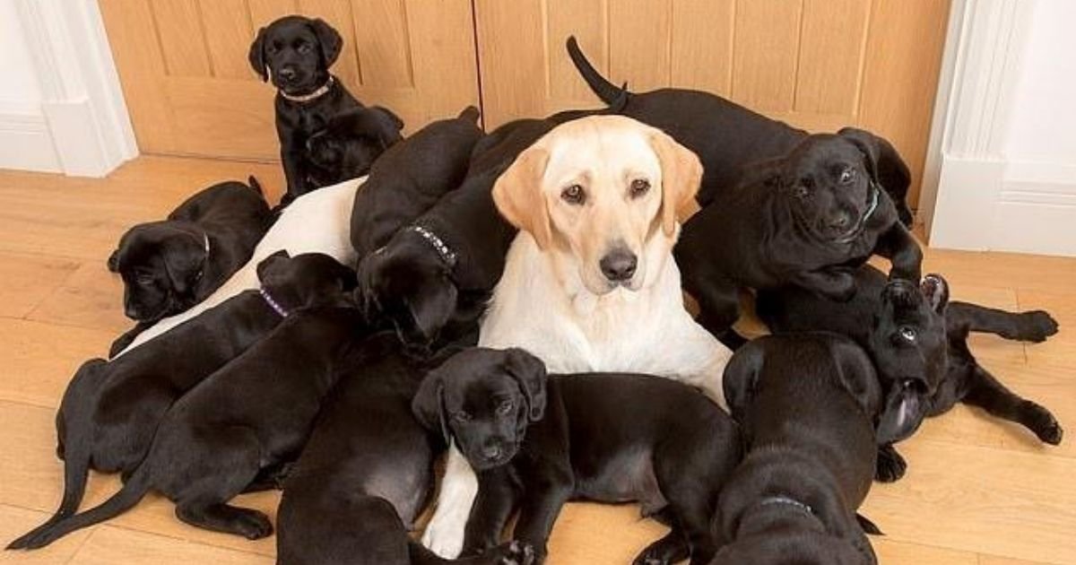 lucy5.jpg?resize=412,275 - Golden Labrador Has Given Birth To 13 Black-Coated Puppies