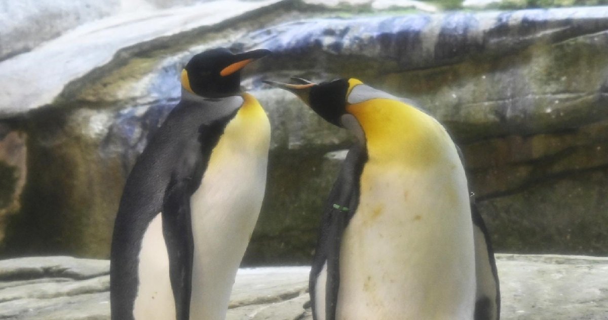 manchot.jpg?resize=412,275 - Insolite: un couple de femelles manchots ont adopté le bébé d'un autre couple