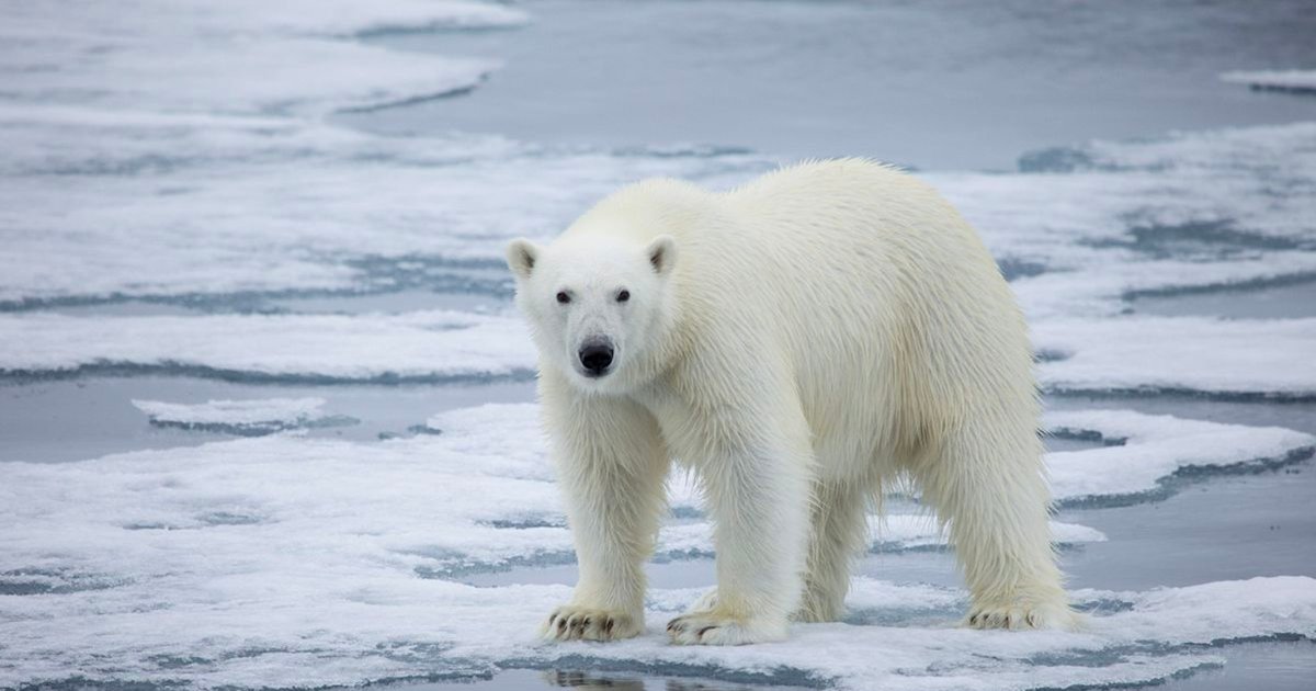 ours polaire.png?resize=412,232 - Un homme est décédé après l’attaque d’un ours polaire en Arctique