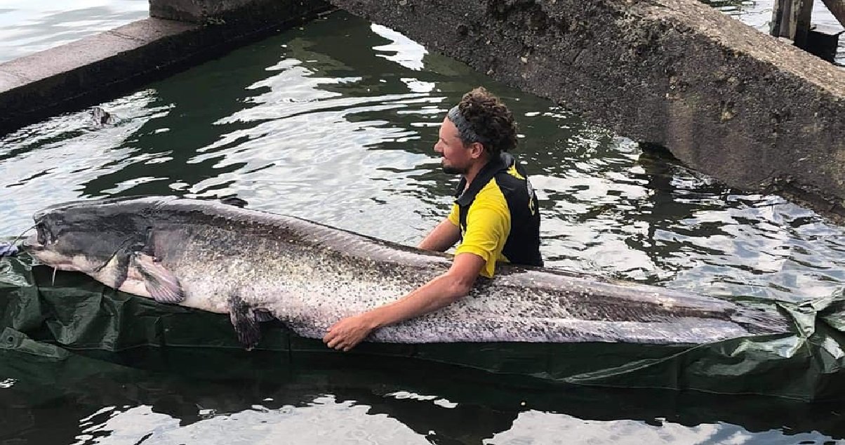 peche.jpg?resize=412,232 - Pêche: un homme a attrapé un silure géant dans la Seine