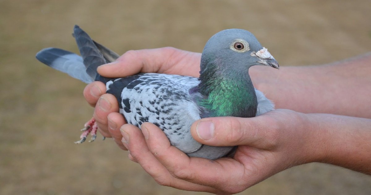 pigeon.jpg?resize=412,275 - Perpignan: qui a remporté la course internationale de pigeons ?