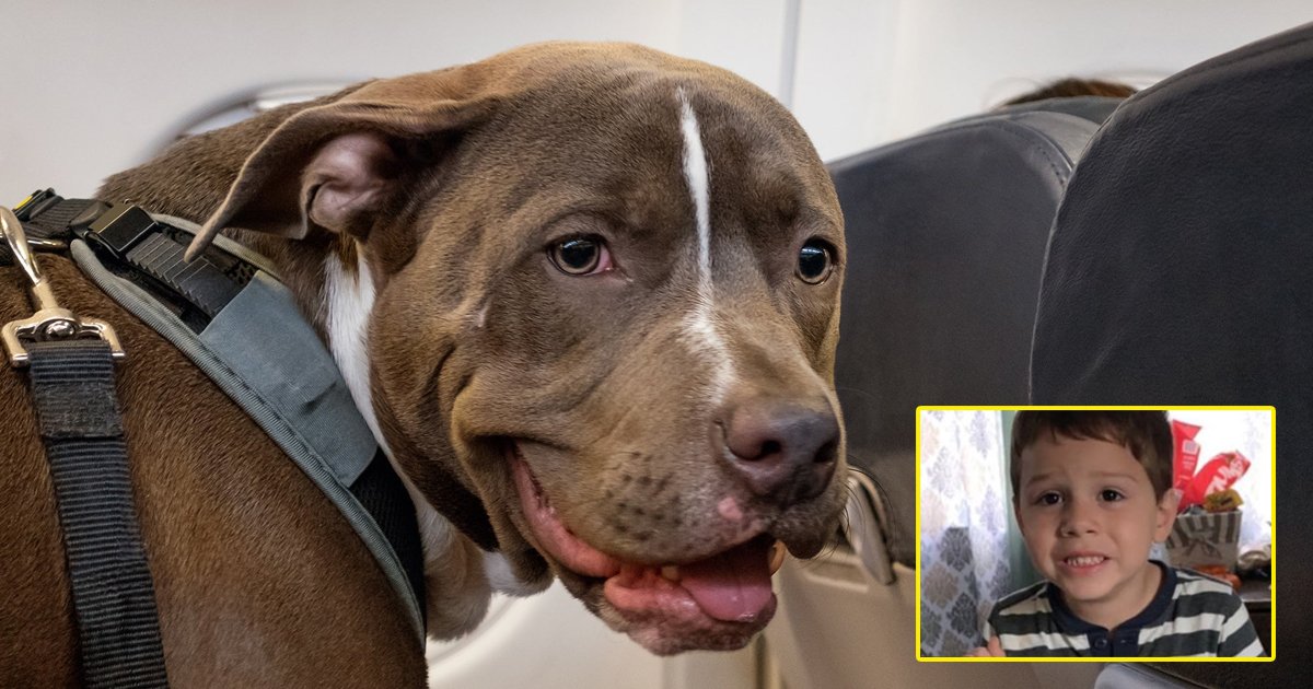 pitbull 1.jpg?resize=1200,630 - Gruesome Pitbull Dog Attack Leaves 5-Year-Old Dead After Relatives Leave His Room