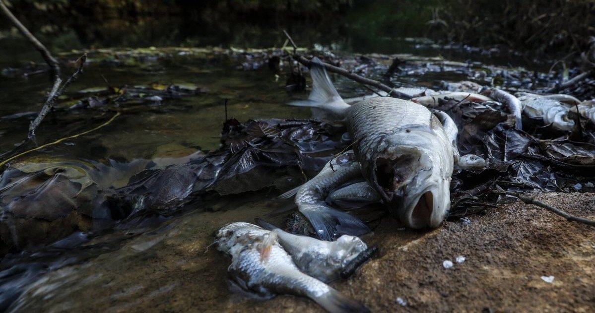 poisson.jpg?resize=1200,630 - Ardennes: des tonnes de poissons morts ont été retrouvés dans une rivière