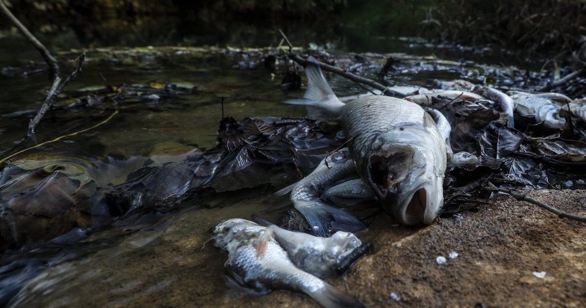 poisson.jpg?resize=412,232 - Ardennes: des tonnes de poissons morts ont été retrouvés dans une rivière