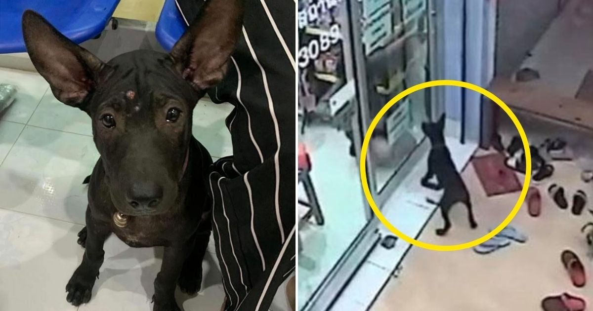 puppy.jpg?resize=412,275 - Four-Month-Old Dog Goes To His Vet Clinic And Knocks On Glass Door For Help