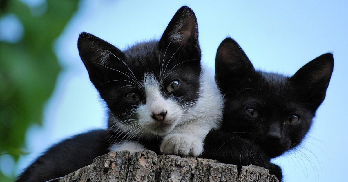 qetmag e1598366111291.jpg?resize=412,232 - Un jeune couple condamné pour des actes de cruauté sur deux chatons