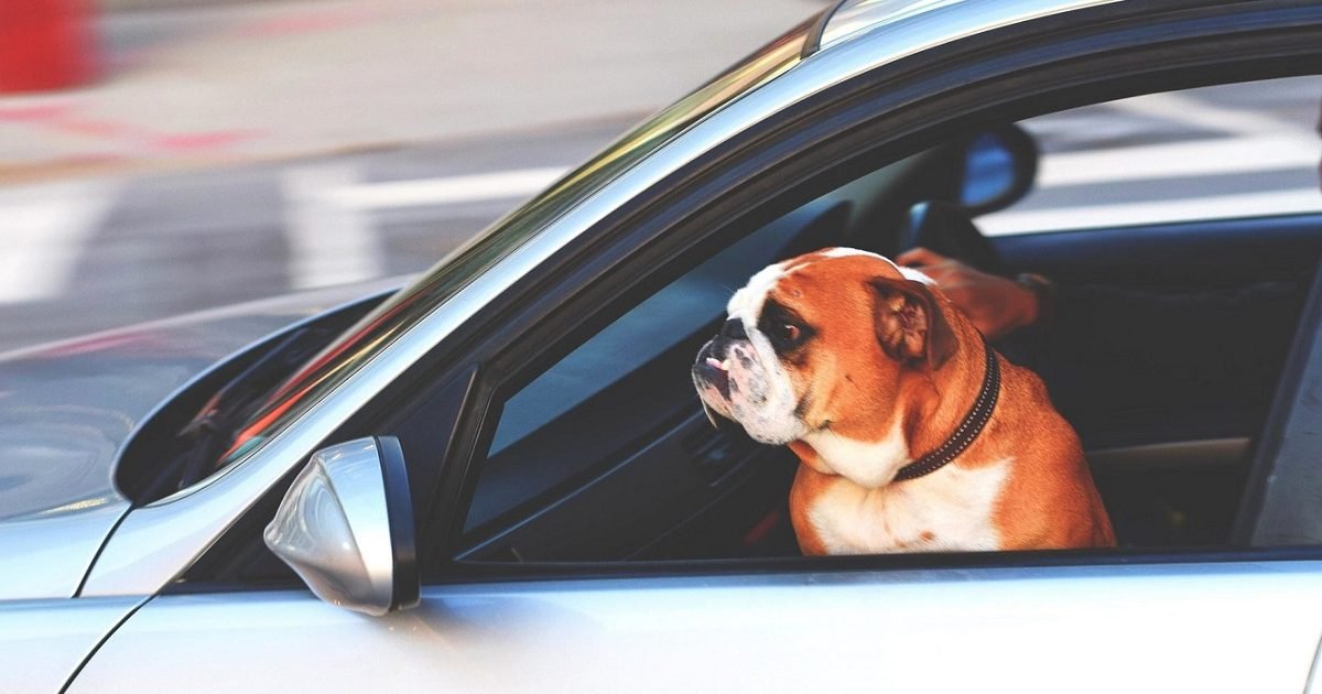 rtl 1 e1597921300710.jpg?resize=412,232 - Hérault : Trois chiens de chasseur meurent dans une voiture sous la chaleur