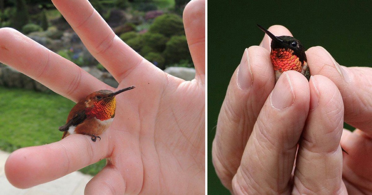 smallest bird.jpg?resize=412,275 - Have A Fascinating Look at the Bee Hummingbird - The World's Smallest Bird