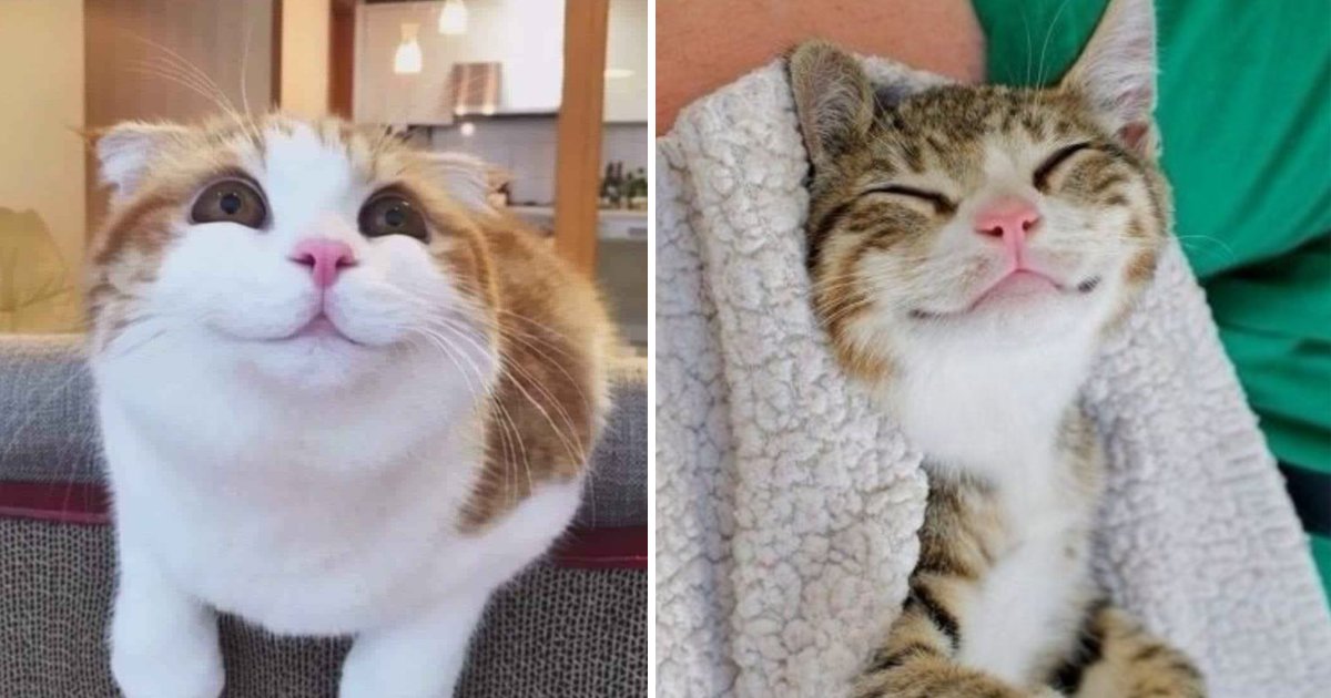 smiling cat.jpg?fit=1024%2C538&ssl=1&strip=all - 9 Adorable Smiling Cats Pictures That Will Make You Want To Pet One
