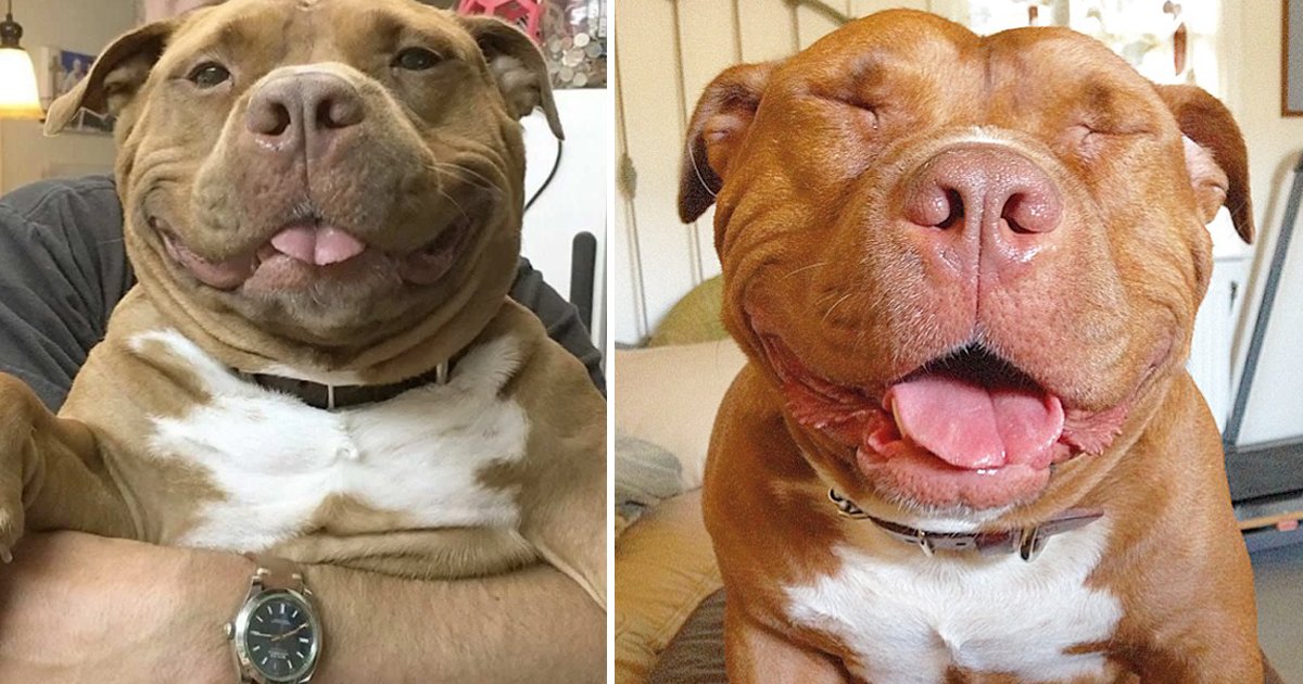 smiling pitbulls.jpg?resize=300,169 - Smiling Pitbulls? Seems Impossible But We're Here To Prove Otherwise