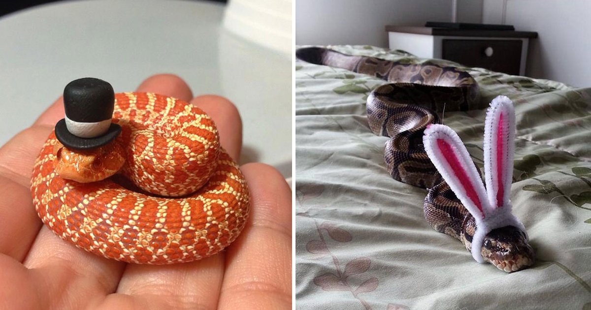 snakes.jpg?resize=1200,630 - 7 Snakes With Hats Pictures That Will Change Your Perspective About Snakes