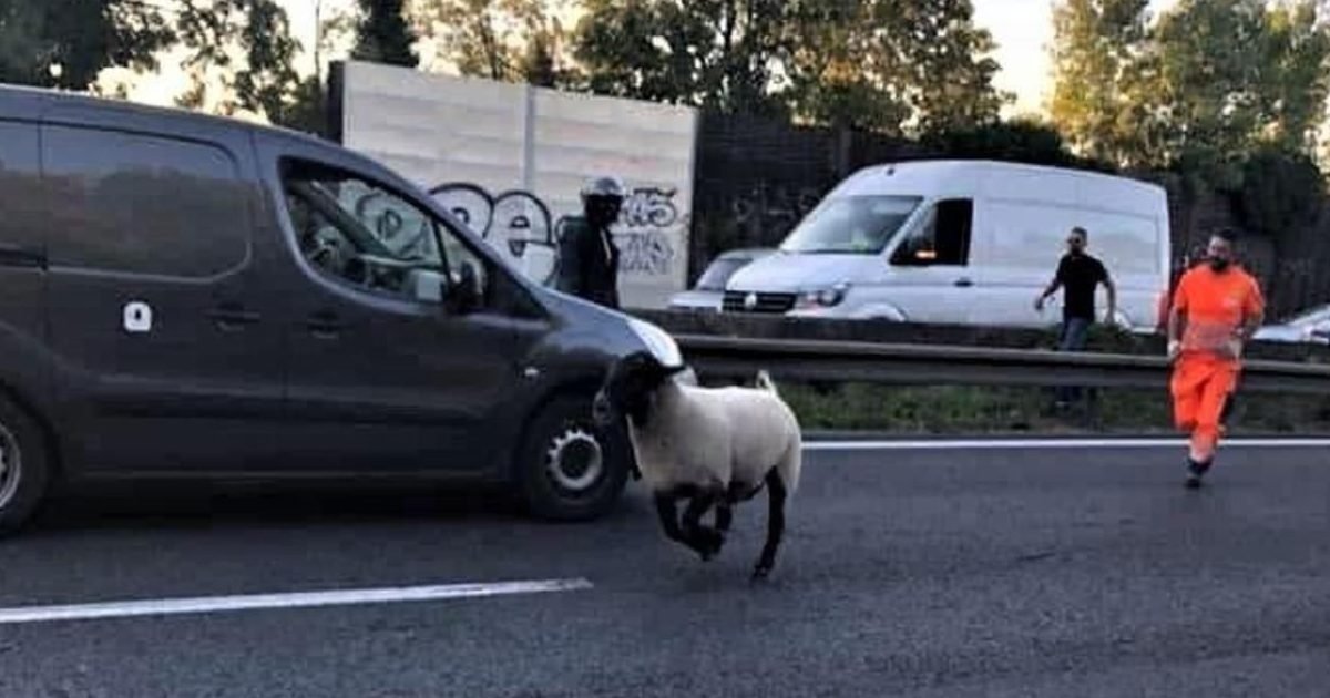 spjh5uuqk7n2yozdxx6qvkx3di 1 e1596229493375.jpg?resize=1200,630 - Fête de l’Aïd : un mouton s'est échappé sur l’autoroute A3 en Seine-Saint-Denis