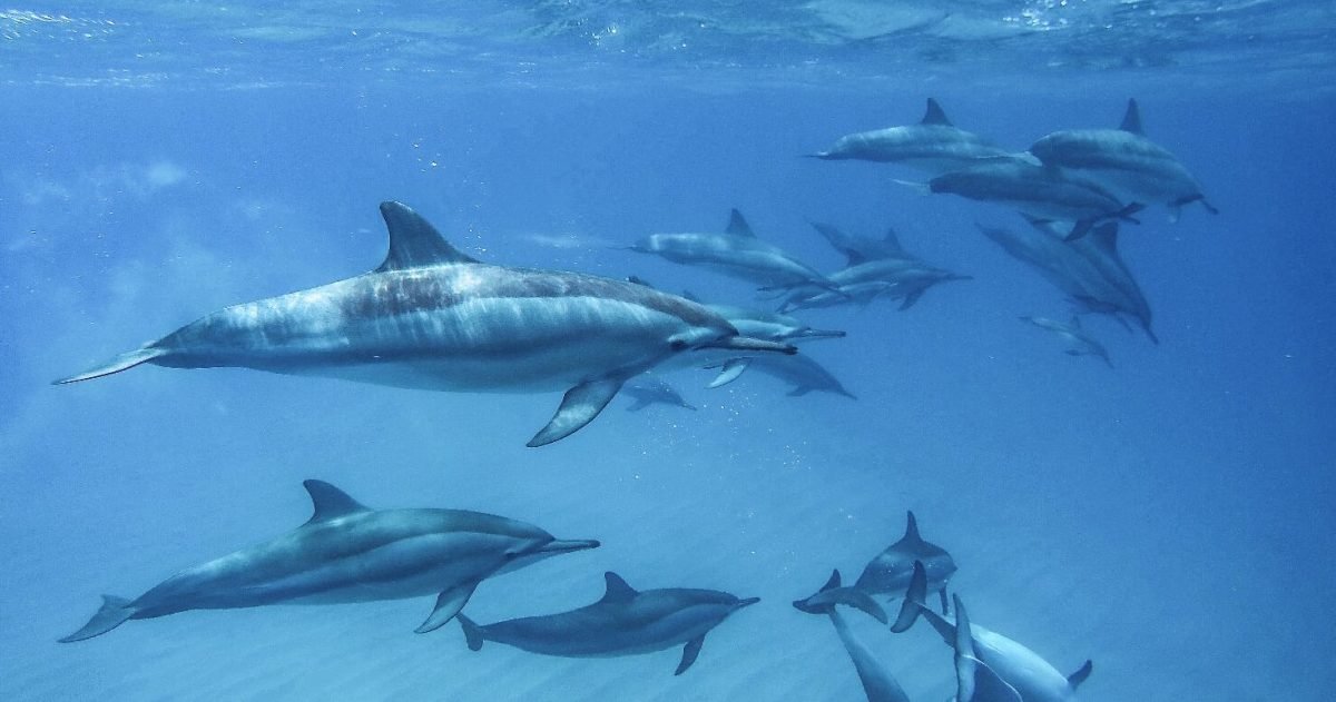 stay maritius e1598544032857.jpg?resize=1200,630 - Île Maurice : Une vingtaine de dauphins se sont échoués sur des plages