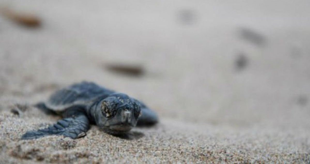 tortue.jpg?resize=1200,630 - Var: des dizaines de tortues sont nées sur la plage de Fréjus