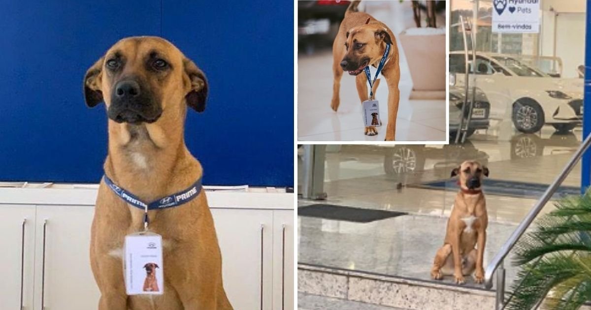 tucson7.jpg?resize=412,275 - Pawwfessional Consultant! This Stray Dog Gets A Job At A Car Dealership