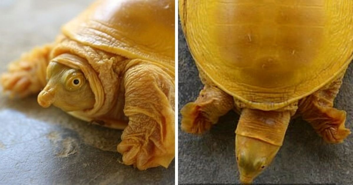 turtle5.jpg?resize=412,275 - Turtle Spotted With Magnificent Golden Shell 'Revered As Incarnation Of Hindu God Vishnu'
