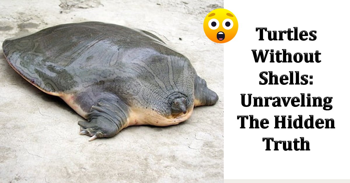 Turtles Without Shells: Unraveling The Hidden Truth Of The Unknown