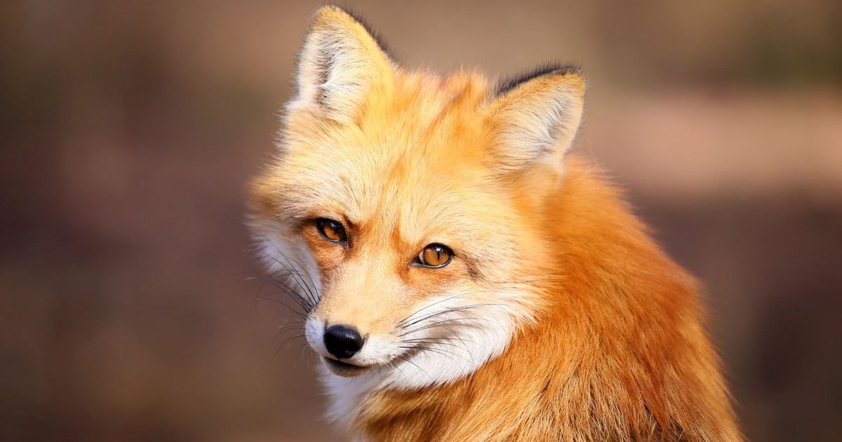 tyzprkqqlrcvzcgieznk2o2xfq e1596557694482.jpg?resize=412,232 - Insolite : Un renard a été retrouvé avec une impressionnante collection de chaussures à Berlin