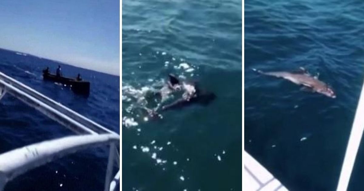 untitled design 1 29.jpg?resize=412,275 - Dolphin Mother Died While Attempting To Save Its Calf After Oil Spill