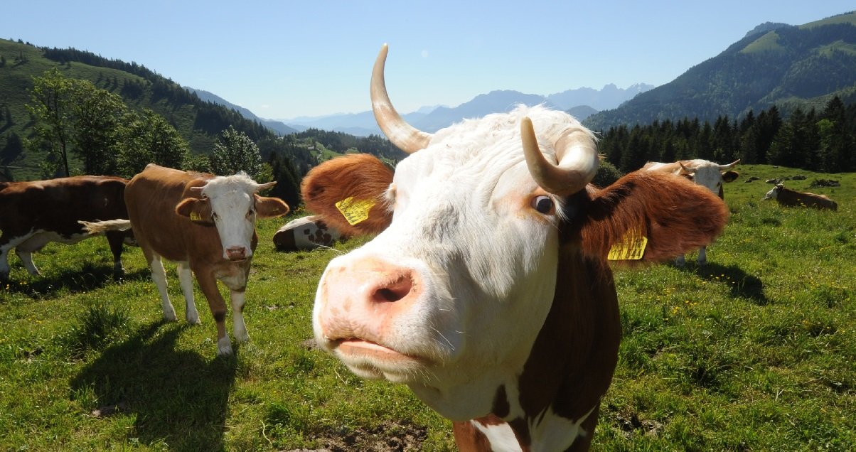 vache.jpg?resize=1200,630 - Pyrénées: comment un randonneur a réussi à être blessé par une vache ?