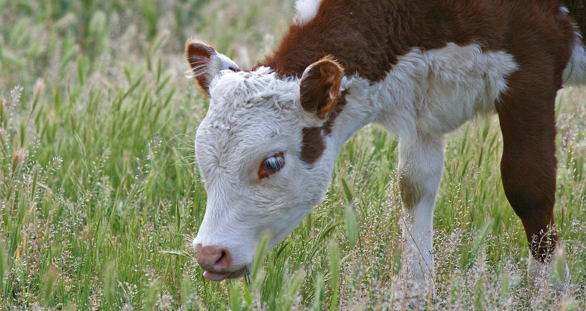 veau.jpg?resize=412,275 - Meurtre d'animaux: après les chevaux, c'est un veau qui a été retrouvé mort avec l'oreille coupée