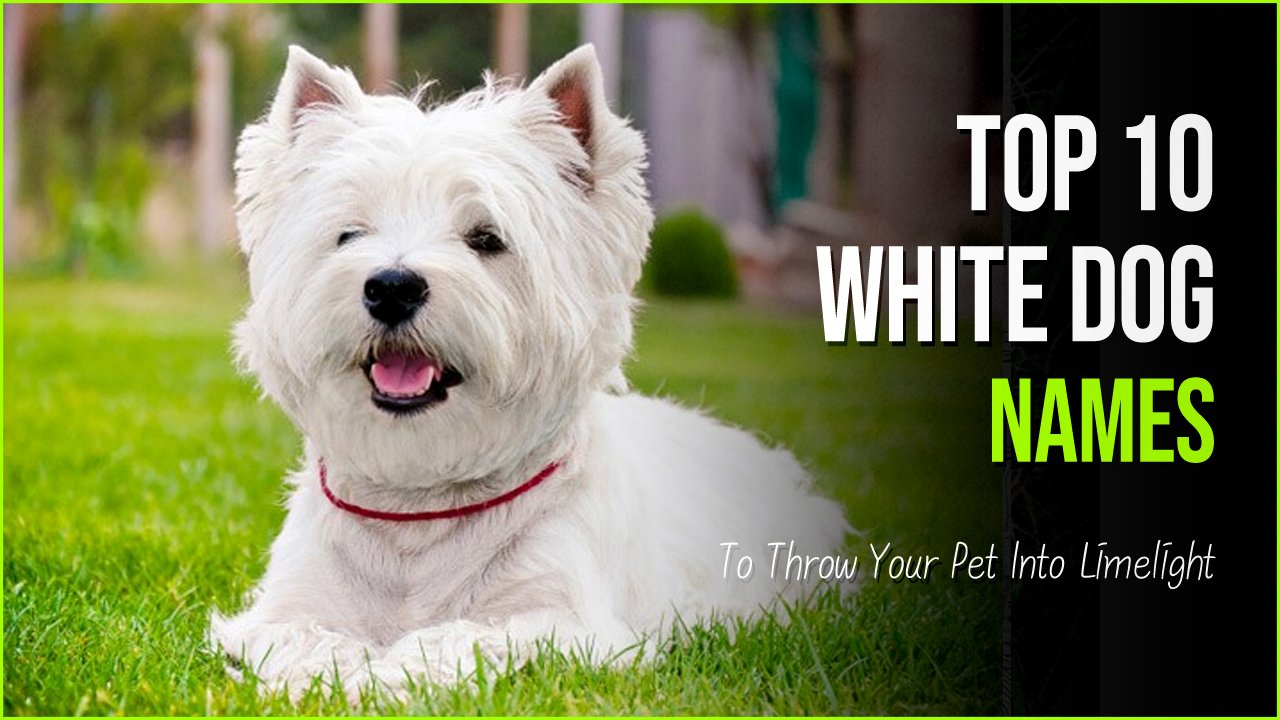 white dog names.jpg?resize=300,169 - 10 Unique White Dog Names To Throw Your Pet Into Limelight