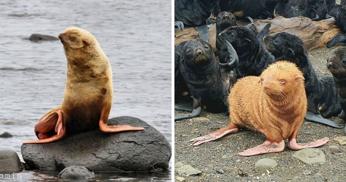1 119.jpg?resize=412,232 - Rare Golden Seal May Have To Be Re-homed After Being Rejected By Its Own Colony