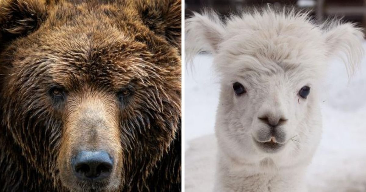 1 244.jpg?resize=412,232 - Wild Bear Broke Into A Zoo And Killed A 16-Year-Old Alpaca