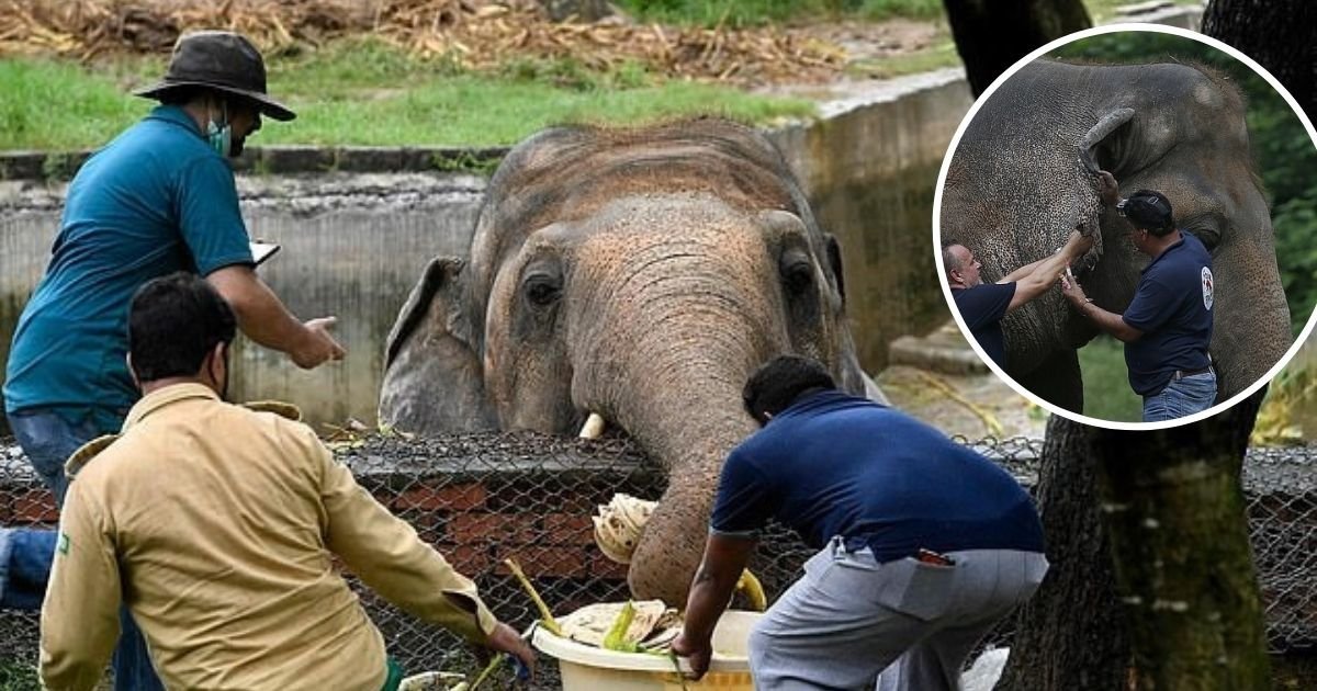 1 73.jpg?resize=412,232 - "Elefante Más Triste Del Mundo" Obligado A Vivir Por 35 Años En Un Espacio Minúsculo, Recibe Orden Médica De Abandonar El Zoo