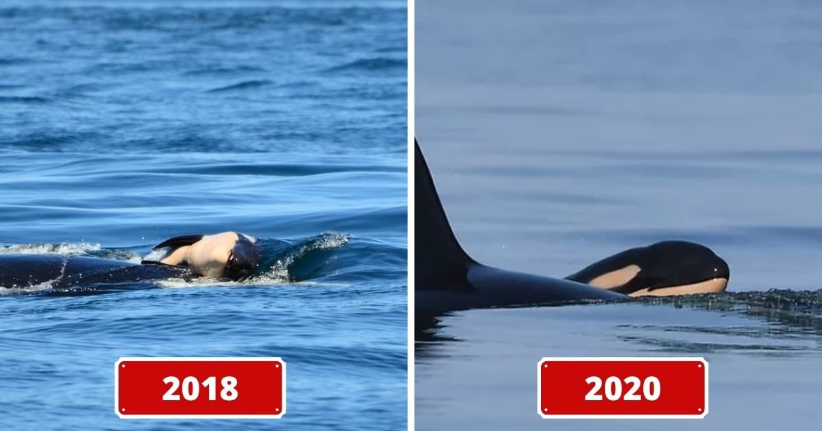 2018.jpg?resize=1200,630 - Killer Whale Who Carried Her Dead Calf For Weeks Gives Birth To A Healthy Calf