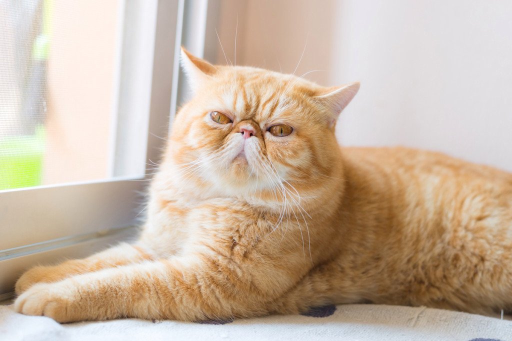 Flat-faced munchkin cat