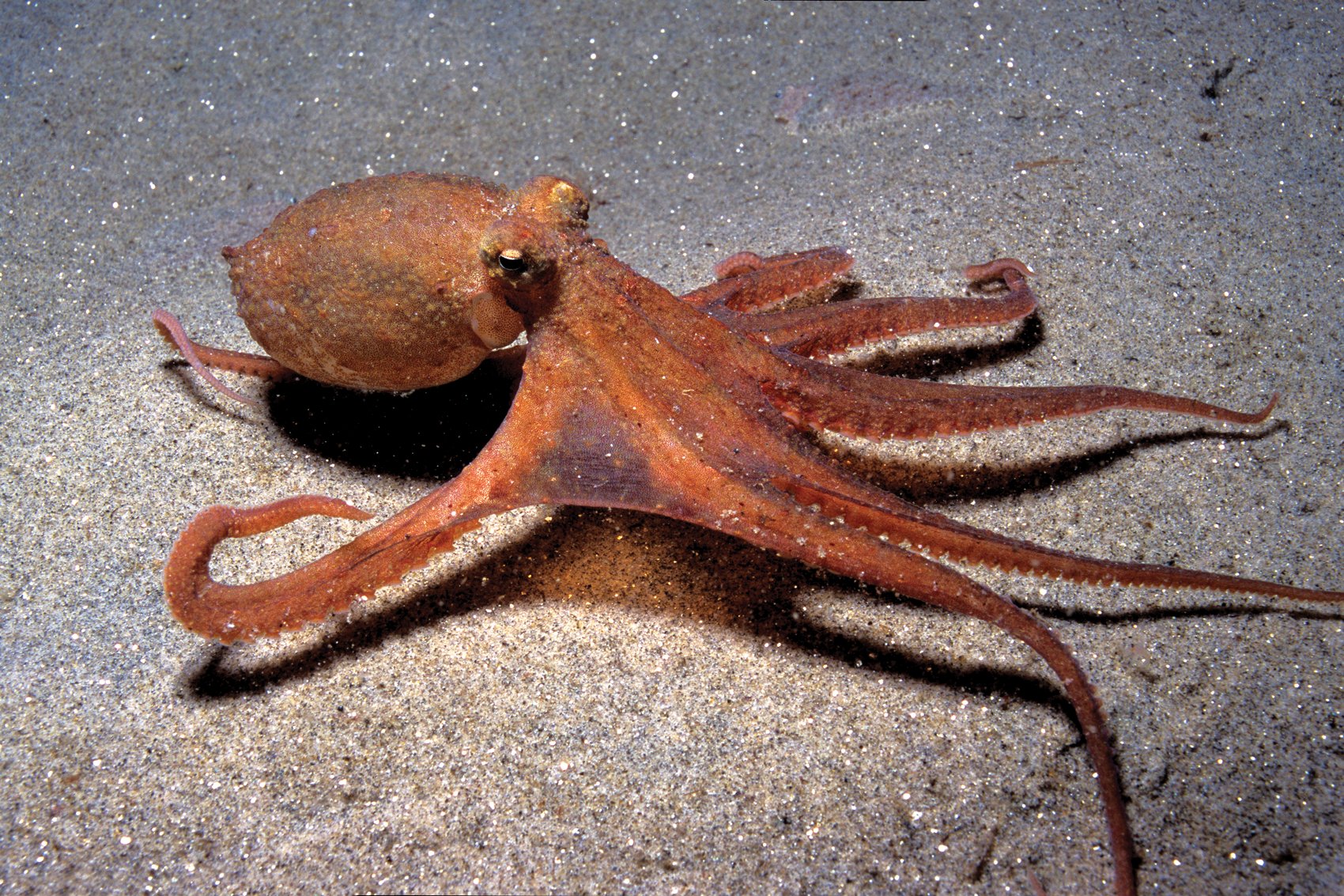 Octopus Intelligence Facts