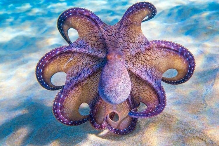  Octopus Intelligence Stories