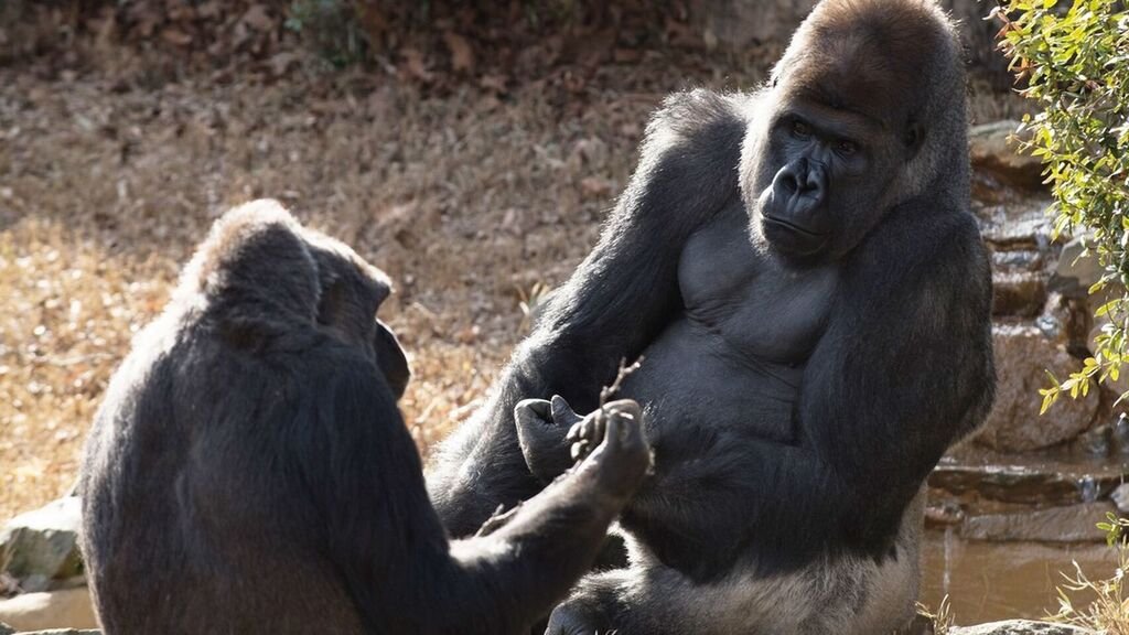 Así es el Tinder para gorilas: amor en el zoológico