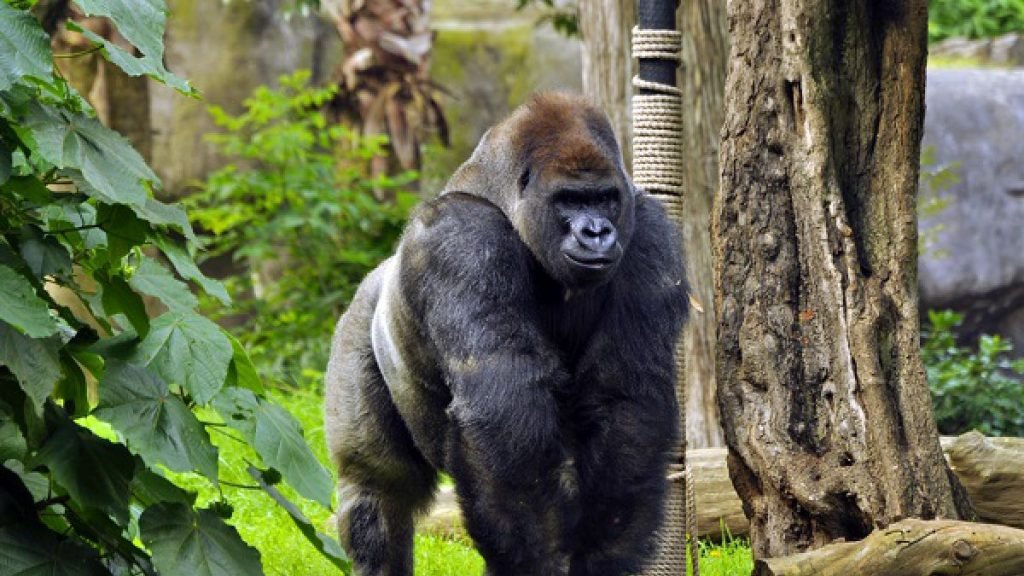 Gorila en peligro de extinción fue sacrificado en Zoológico para salvar la vida de una persona — FMDOS