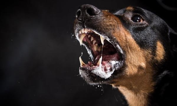 Rabia en perros - Síntomas, contagio y tratamiento