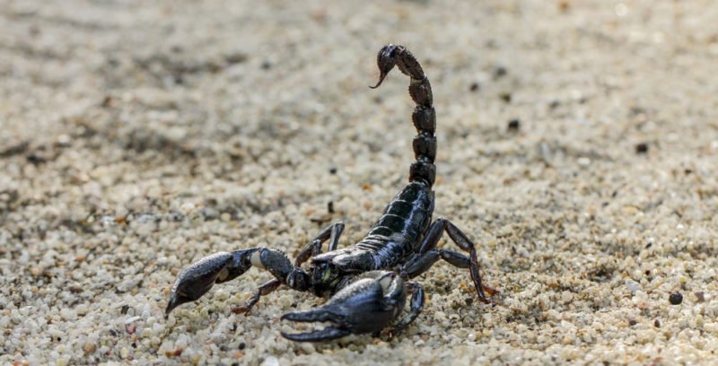 Escorpión: qué es, tipos, reproducción y características