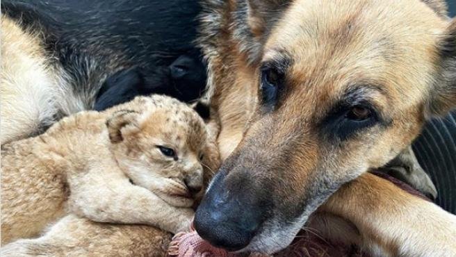 Una hembra de pastor alemán adopta a dos cachorros de león