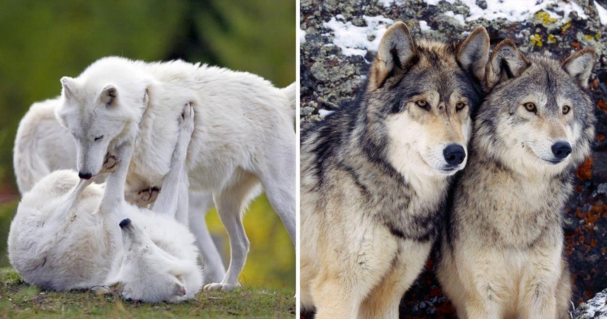 adfasdfaa.jpg?resize=412,275 - The Pictures Of Wolves In Love Will Melt Your Heart