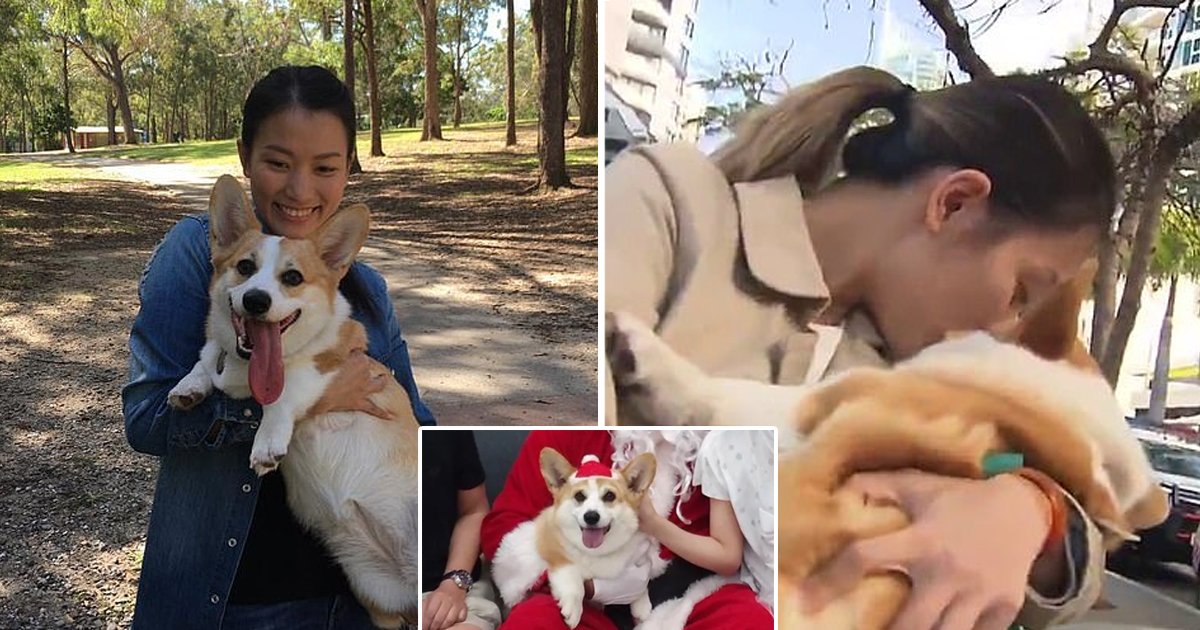 adgsdga.jpg?resize=412,232 - Missing Dog Reunites With Pet Owner After Petsitter Dognapped Her From Gold Coast