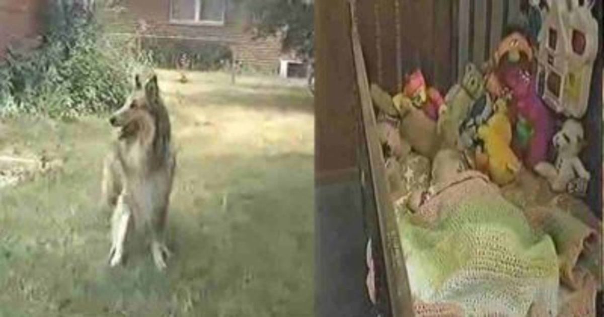 admin ajax 2.jpg?resize=412,275 - Dog Won't Stop Barking, Mother Realized Her Daughter Was In Danger