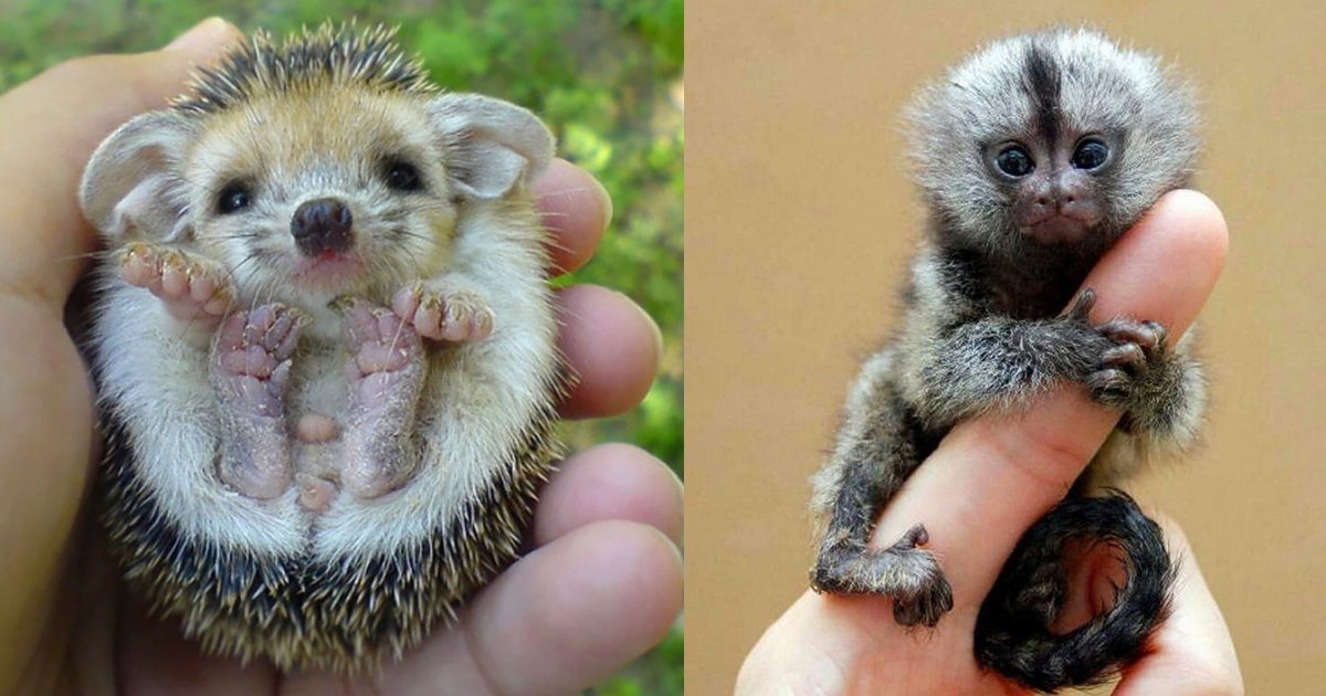 animals.jpg?resize=412,275 - 10 Pygmy Animals You Can Take As Pets And You Won't Regret It