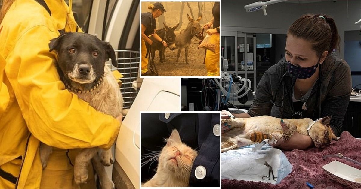 animals7.jpg?resize=1200,630 - Firefighters Rescue Scorched Animals As Devastating Wildfires Continue To Ravage US West Coast