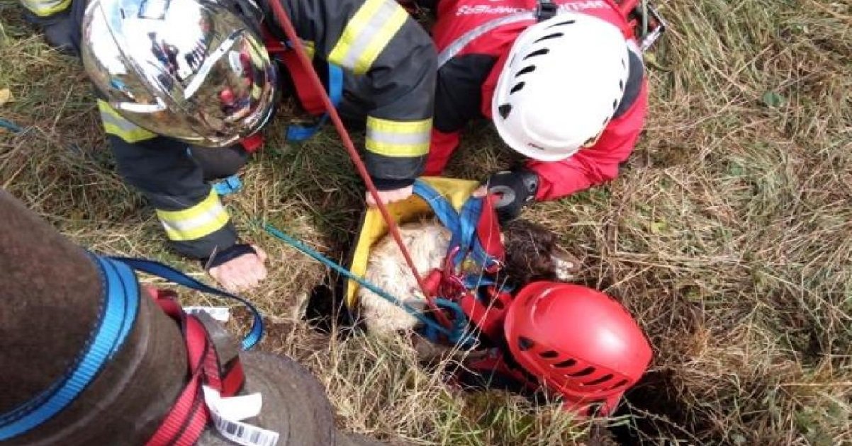 apple.jpg?resize=1200,630 - Nord: un chien en détresse a mobilisé des dizaines de pompiers pour être sauvé