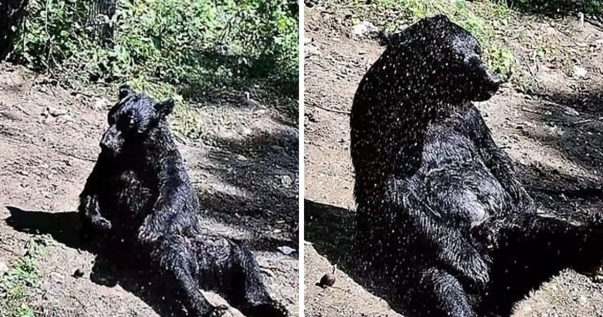 bear5.jpg?resize=412,275 - Elderly Bear Who Was Rescued After 25 Years Of Captivity Now Spends His Days Taking Showers Under The Sun