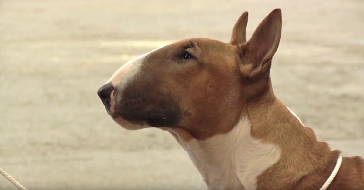 bull terrier.jpg?resize=412,275 - Bouches-du-Rhône: qui a martyrisé un bull-terrier avant de le noyer dans un canal ?