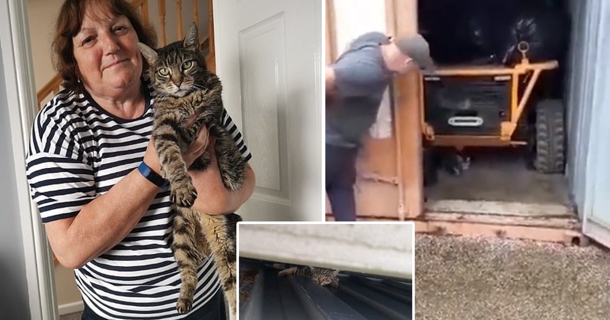 cat survives.jpg?resize=412,232 - Miracle Video Shows Tabby Cat Rescued After Surviving 2 Months Inside Metal Container