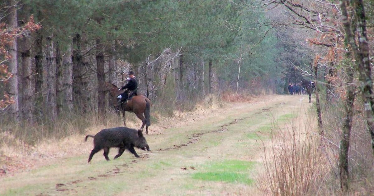 chasse.jpg?resize=412,275 - Dieppe: un militant anti-chasse a été violemment agressé lors d'une chasse à courre